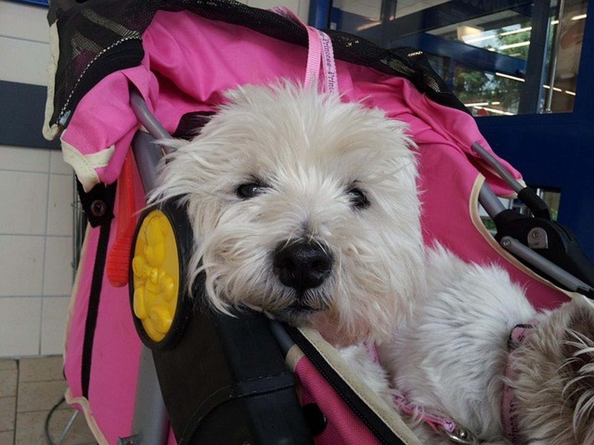 Lightweight foldable pet stroller OEM product for cats and small dogs under 25lbs — illustrating the entry capacity tier