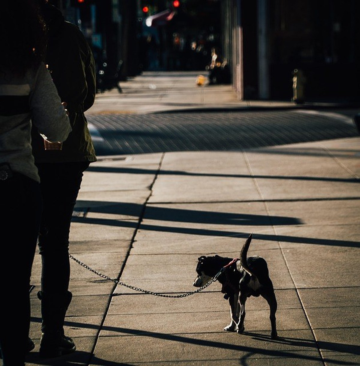 Dog walking on a leash in an urban street at sunset — illustrating everyday pet travel and OEM pet stroller lifestyle application