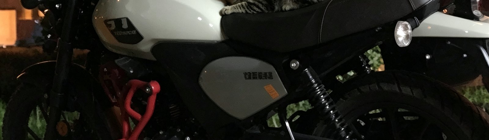 The Cat Knight — our pet stroller mascot, chief test pilot